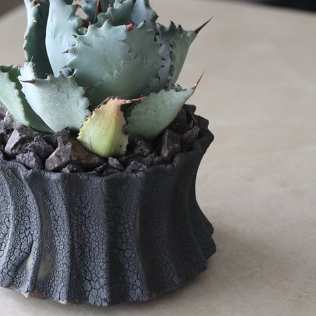 Agave hyb. potatorum × Isthmensis ×soso (4.5号鉢)   no.420-59