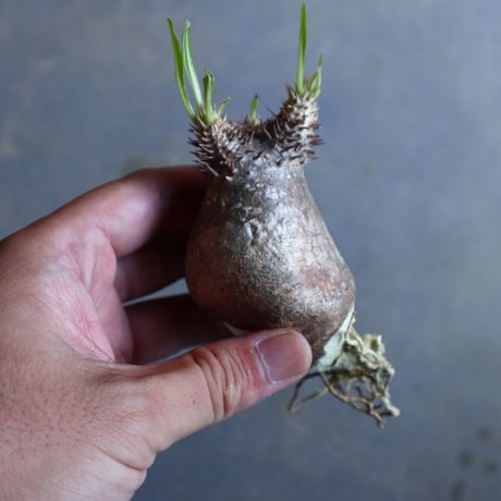 パキポディウム グラキリス   Pachypodium rosulatum var. gracilius no.110320
