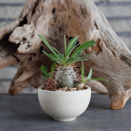 Pachypodium hyb.【{eburneum×makayense} × eburneum】(dobuzuke) × N/OH (3号)  no.622-27