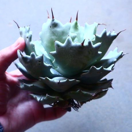 アガベ イシスメンシス   Agave Isthmensis   no.20902