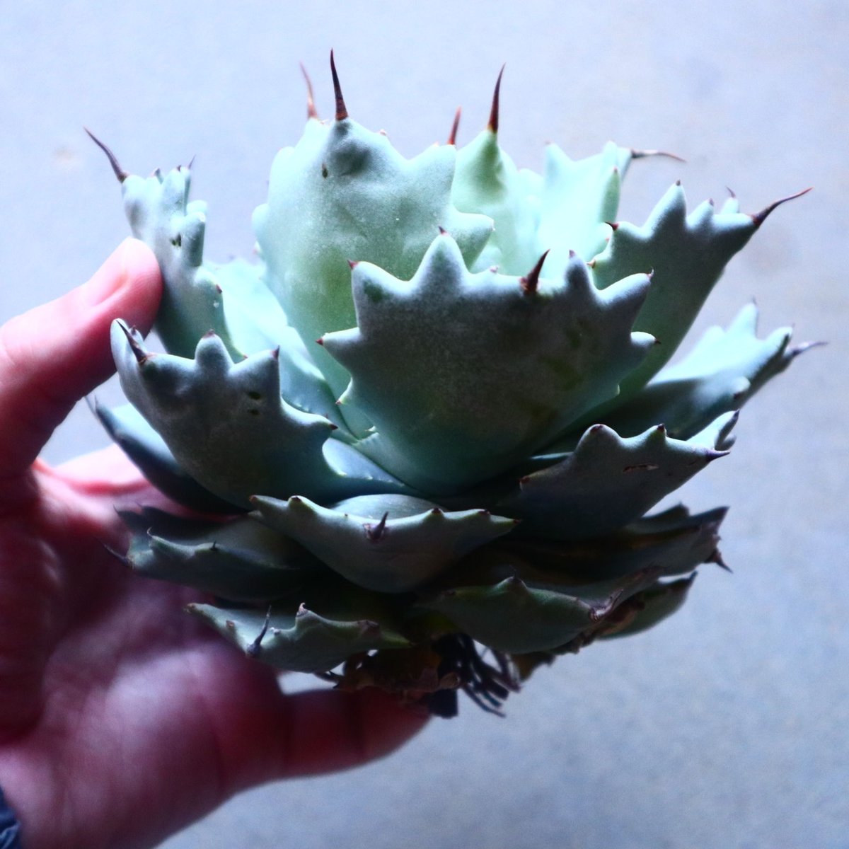 アガベ イシスメンシス Agave Isthmensis no.20902 | 芽の巣山