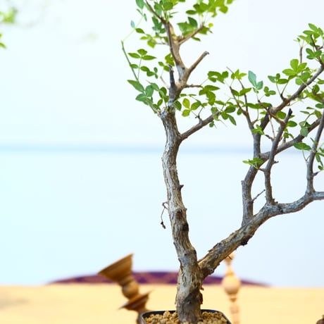 ブルセラ ファガロイデス / Bursera fagaroides   no.62517