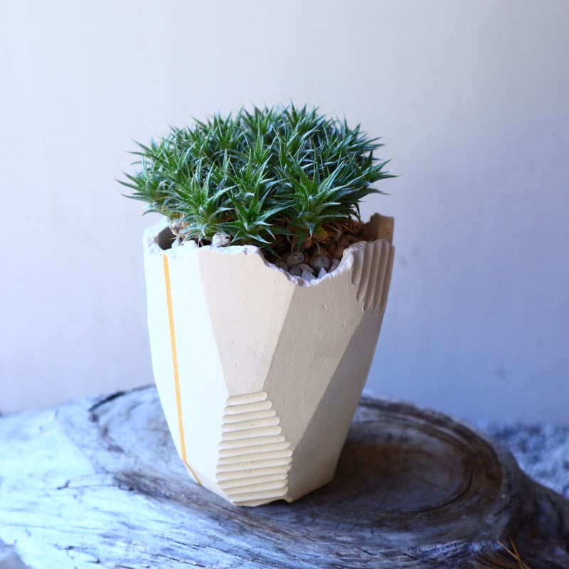 デウテロコニア クロランサ Deuterocohnia chlorantha no.