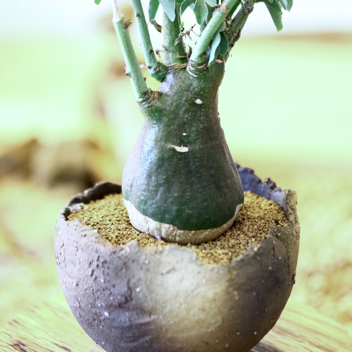 \" Adenia spinosa \" アデニア スピノーサ 陶器鉢 現地球 アデニア スピノーサ / Adenia spinosa no.52126 | 芽の巣山 塊根植物・コーデックス