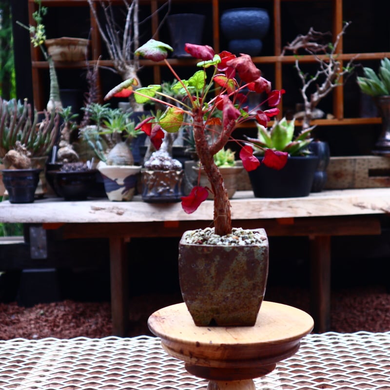 ペラルゴニウム コチレドニス／Pelargonium cotyledonis no.50