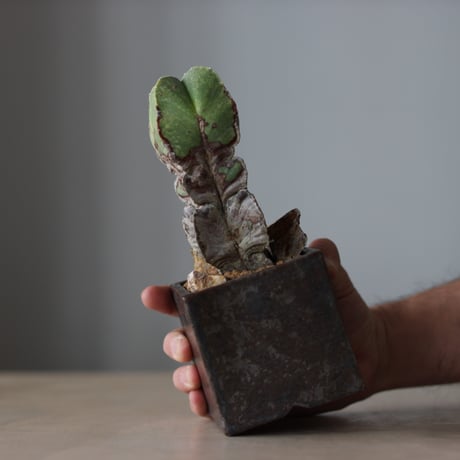 Astrophytum myriostigma ×  Shu Hirai / PLANETX (3号)　 no.511/4