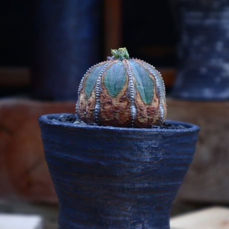 ユーフォルビア  オベサ ／Euphorbia obesa      no.62009
