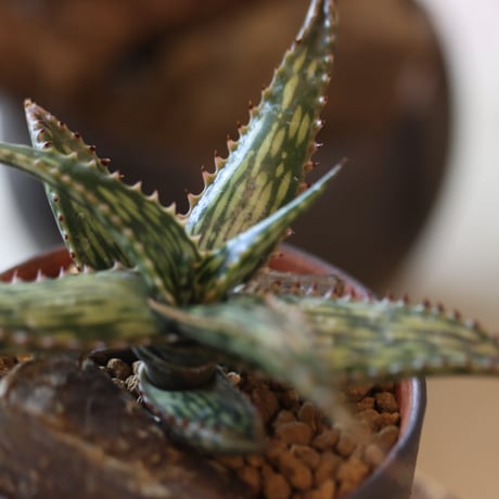 Aloe somaliensis × YAMABACHI var. Atsushi Funakushi   no.81888