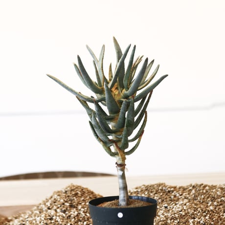 アロエ ラモシシマ / Aloe ramosissima     no.41601