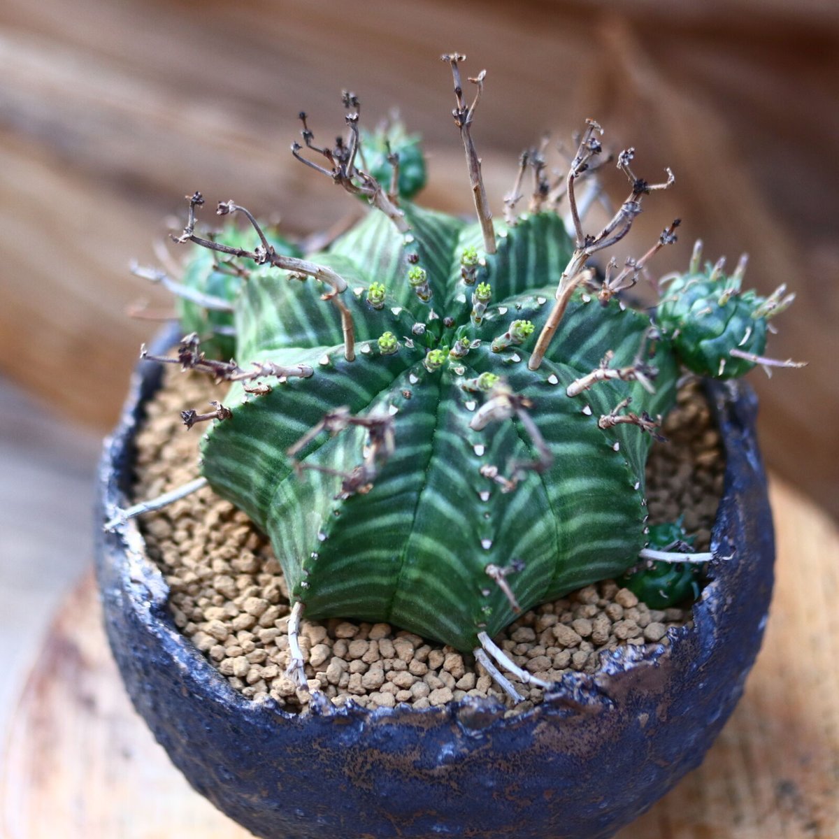 ユーフォルビア バリダ / Euphorbia valida no.22606 | 芽の巣山