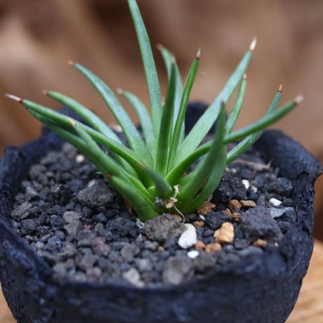 アガベ  アルボピロサ / Agave Albopilosa   no.30548