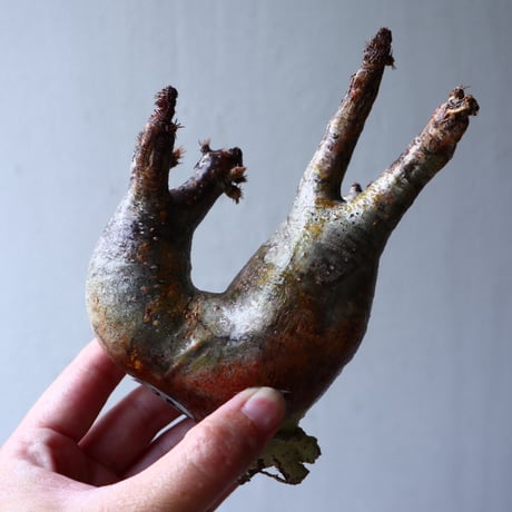 パキポディウム グラキリス 2頭 Pachypodium rosulatum var. gracilius no.70706