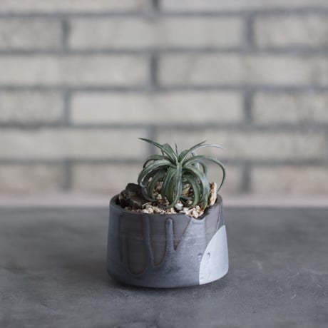 Dyckia rariflore (It’s most likely a D.remotiflora) × N/OH (3.5号鉢)  no.510/37