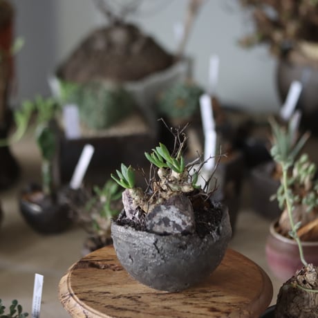 Tylecodon reticulate (万物想) × takero pot   no.1201-18