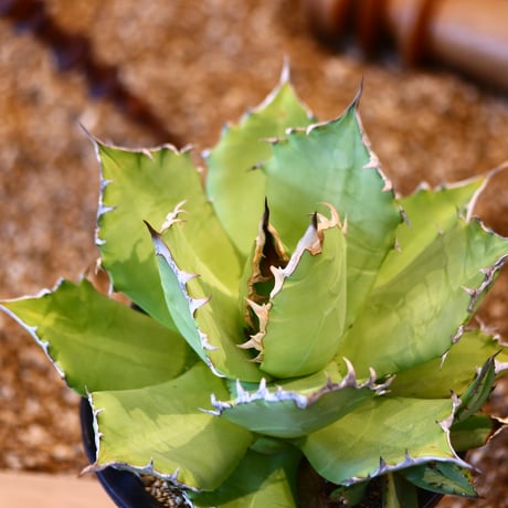 Agave titanota Sierra Mixteca　no.31054