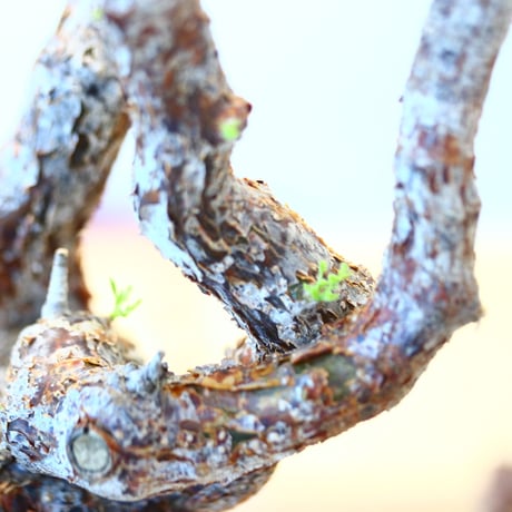 コミフォラ モンストローサ / Commiphora monstrosa   no.62507
