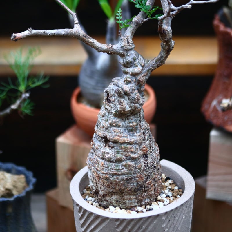 オペルクリカリア パキプス Operculicarya pachypus 200 発根済 Operculicarya Pachypus オペルクリカリア・パキプス – KOMO