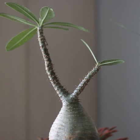 Pachypodium gracilius × Tomoya Sakai_Creator   no.51952