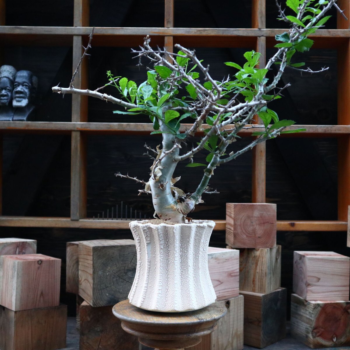 コミフォラ・ミルラ（Commiphora myrrha）No5 発根済 Commiphora myrrha / コミフォラ ミルラ 【微発根】 | GREEN MON