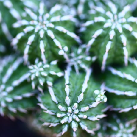ユーフォルビア  セプルタ  接木　Euphorbia sepulta　 no.32103
