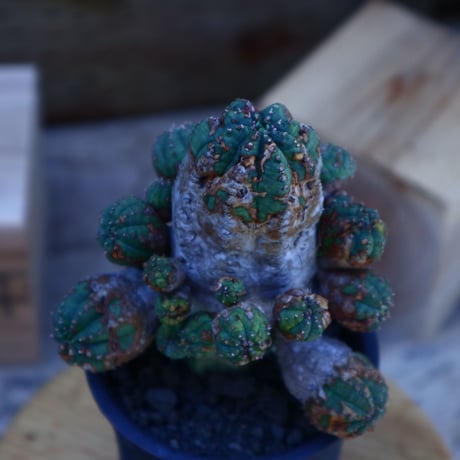 ユーフォルビア  オベサ hyb. ／Euphorbia obesa  hyb.   no.62015