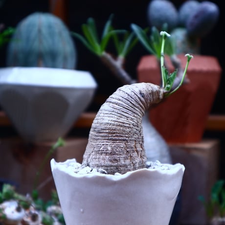 ユーフォルビア  旧フィッシュボーン／Euphorbia spannringii    no.71825