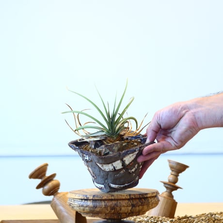 ディッキア エステベシー  ×  dyckia  estevesii no.73043