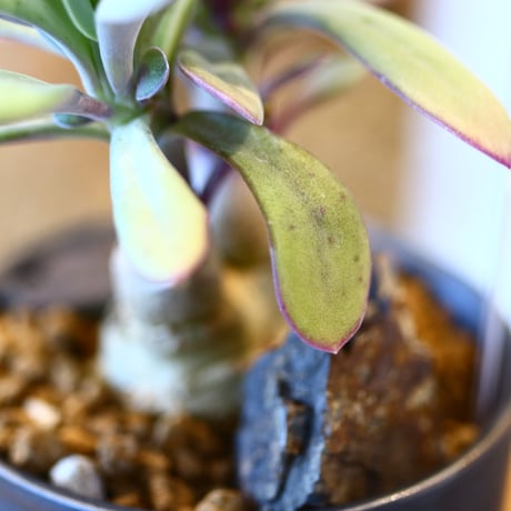 Senecio fulgens × たけろうポット  no.123146