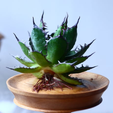 アガベ ホリダ    Agave horrida     no.1025-3