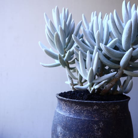 セネシオ  銀月     Senecio haworthii  no.11916