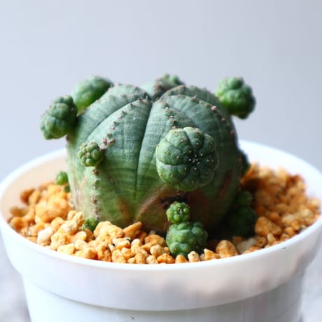 ユーフォルビア  オベサ  Euphorbia obesa  no.102820