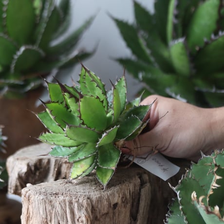 U.S. horrida (Agave horrida) / Style of Chika　no.1203-63