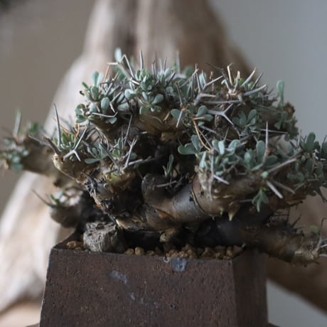 Othonna euphorbioides × Masafumi Shigeta / PLANETX   no.63016