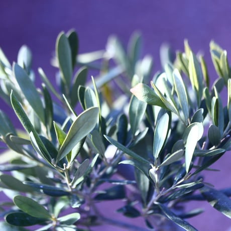 オリーブ　Olea europaea　 no.21408-3