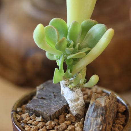 Kalanchoe luciae oricula ×YAMABACHI var. 六本芽  no.@117-28