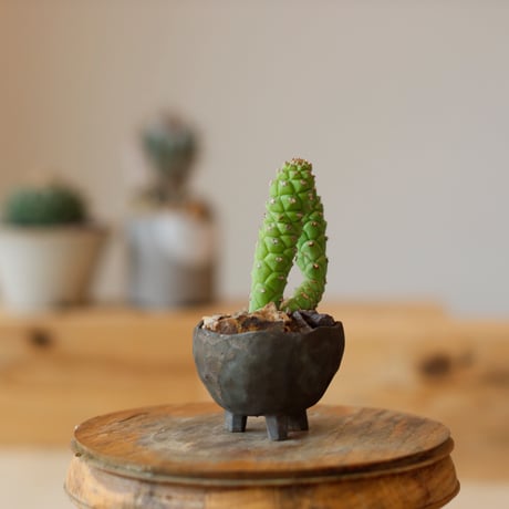 Monadenium ritchiei × takero pot  no.111/30