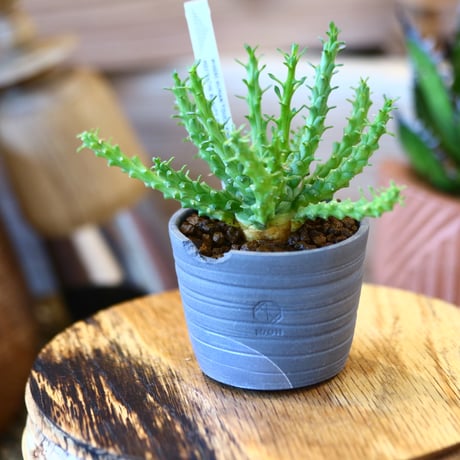 N/OH × Euphorbia gorgonis   no.111919