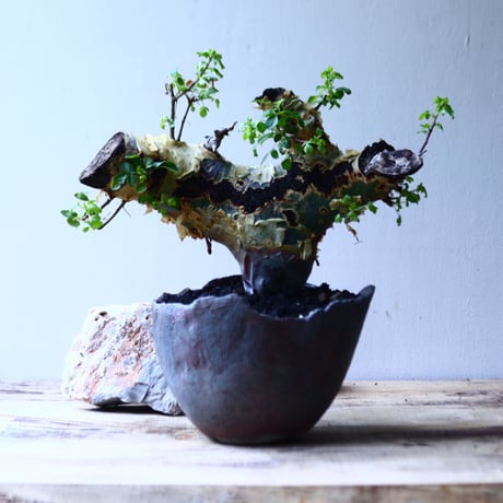 コミフォラ  カタフ v.ターカネンシス    Commiphora kataf ver.turkanensis   no.90641