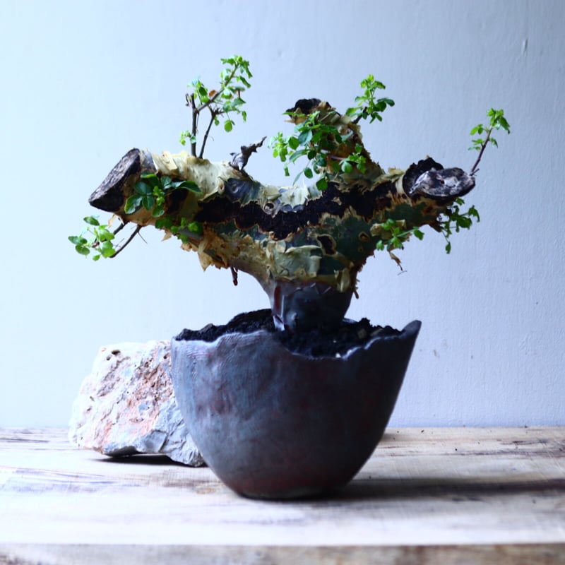 コミフォラ カタフ v.ターカネンシス Commiphora kataf ver.tu