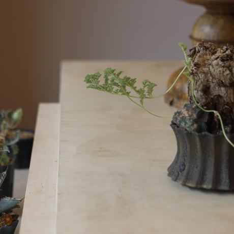 Pelargonium triste × soso   no.112-38