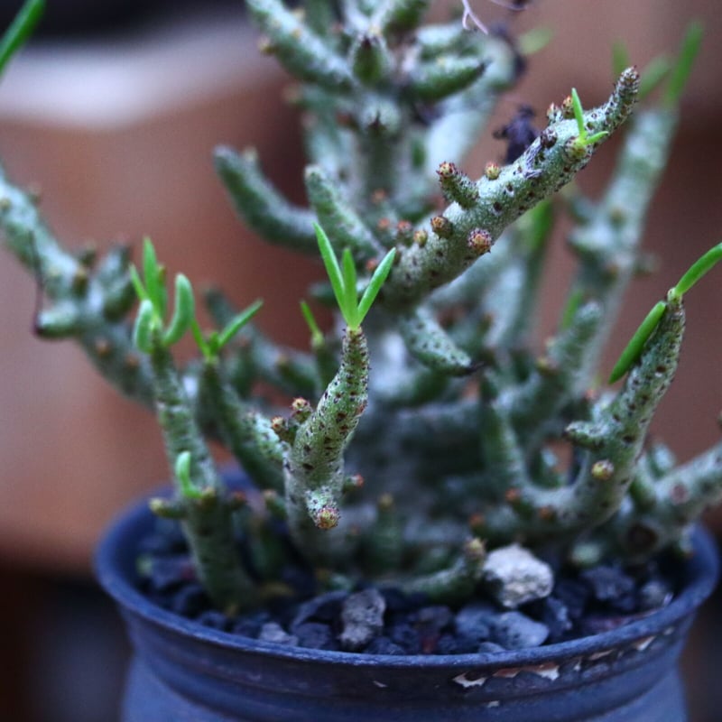 チレコドン ブッコルジアヌス／Tylecodon buchholzianus no.