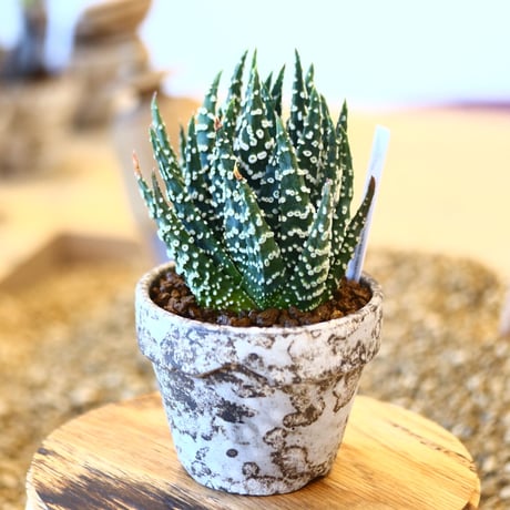 YAMABACHI ver. takero pot × Haworthia papillosa    no.102227