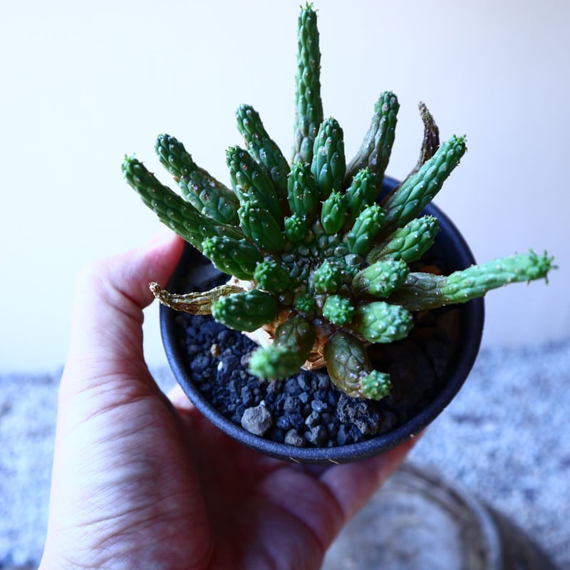 ユーフォルビア エスクレンタ Euphorbia esculenta no.11215