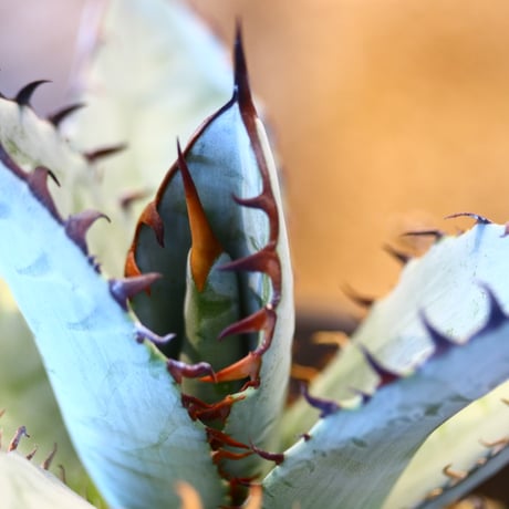 Agave titanota 　no.32449
