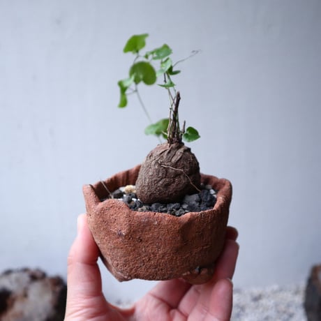 ディオスコレア   亀甲竜    Dioscorea elephantipe     no.112412