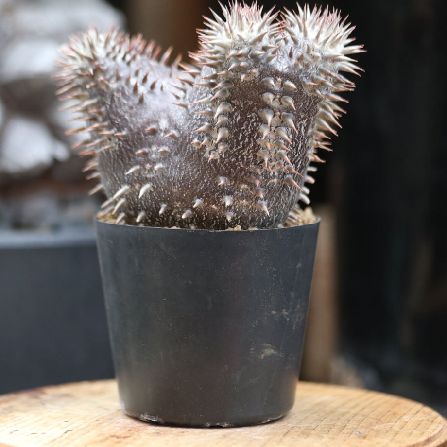 63c25ba0791d0249683c1cae