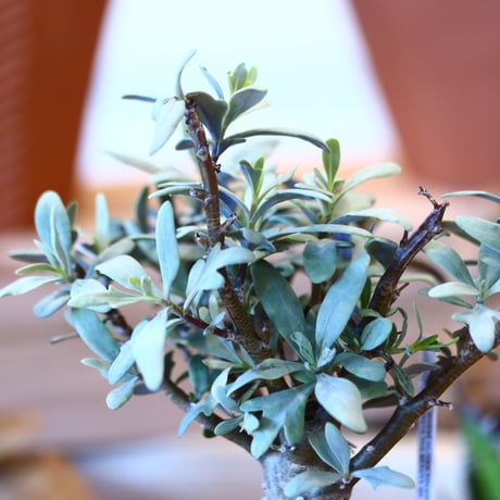N/OH × Othonna quercifolia  no.111922