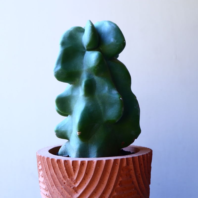 ロフォケレウス 福禄寿 Lophocereus schottii no.11226