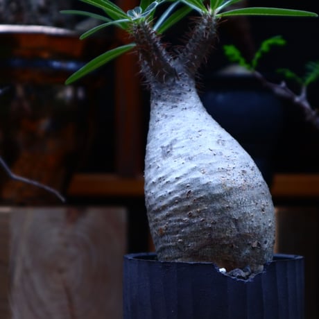 パキポディウム  グラキリス／Pachypodium  gracilius       no.81507