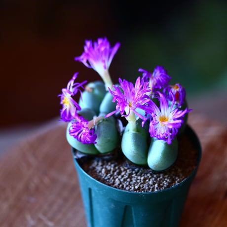コノフィツム  紫苑  (紫花)   Conophytum 'Shien'    no.111559